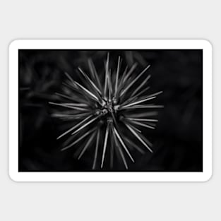 Photograph - Natural Symmetry: An Artistic View of a Spiky Plant Magnet